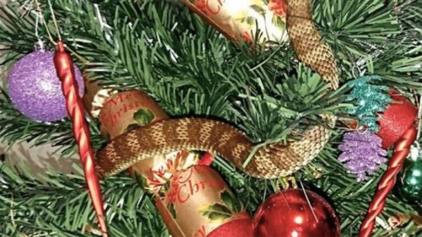 Ενέδρα θανάτου από φίδι-τίγρη σε χριστουγεννιάτικο δέντρο – Δείτε απίστευτες φωτογραφίες