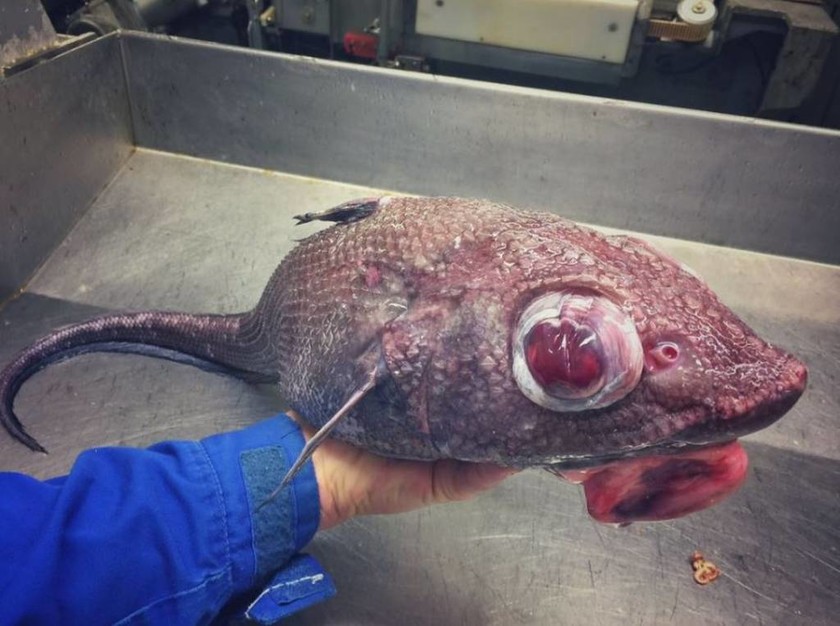 Ανατριχίλα! Ψάρεψε τα πιο τρομακτικά και αλλόκοτα πλάσματα που ζουν στον ωκεανό (photos)