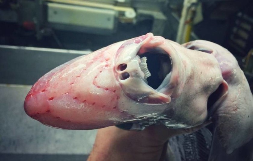 Ανατριχίλα! Ψάρεψε τα πιο τρομακτικά και αλλόκοτα πλάσματα που ζουν στον ωκεανό (photos)