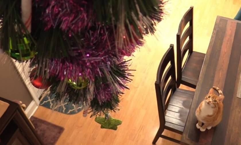Μεγαλοφυές: 50 ξεκαρδιστικοί τρόποι για να σώσετε το χριστουγεννιάτικο δέντρο σας από τα κατοικίδια