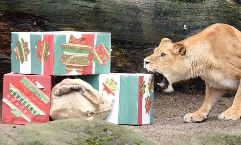 Λιοντάρια ανοίγουν τα χριστουγεννιάτικα δώρα τους (pics)