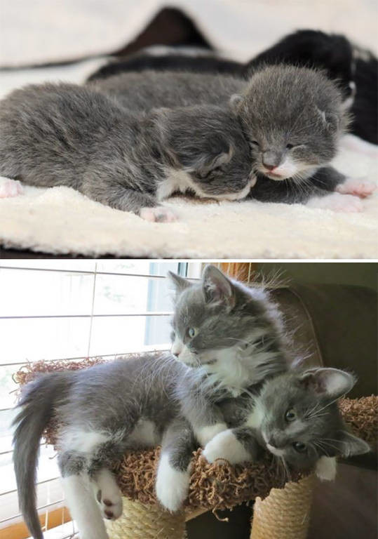 Viral: 45 απίθανες «πριν και μετά» φωτογραφίες κατοικίδιων ζώων που μεγάλωσαν μαζί