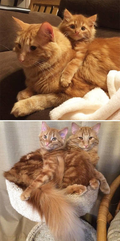 Viral: 45 απίθανες «πριν και μετά» φωτογραφίες κατοικίδιων ζώων που μεγάλωσαν μαζί