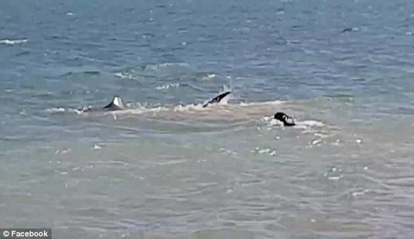 Απίστευτο βίντεο: Σκύλος τρέπει σε φυγή... καρχαρία μέσα στο νερό!