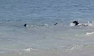 Απίστευτο βίντεο: Σκύλος τρέπει σε φυγή... καρχαρία μέσα στο νερό!