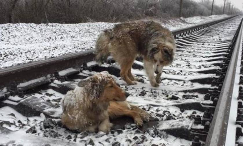 Σκύλος κράτησε ζωντανή 2 μέρες την τραυματισμένη φίλη του πάνω σε ράγες τρένου (vid)