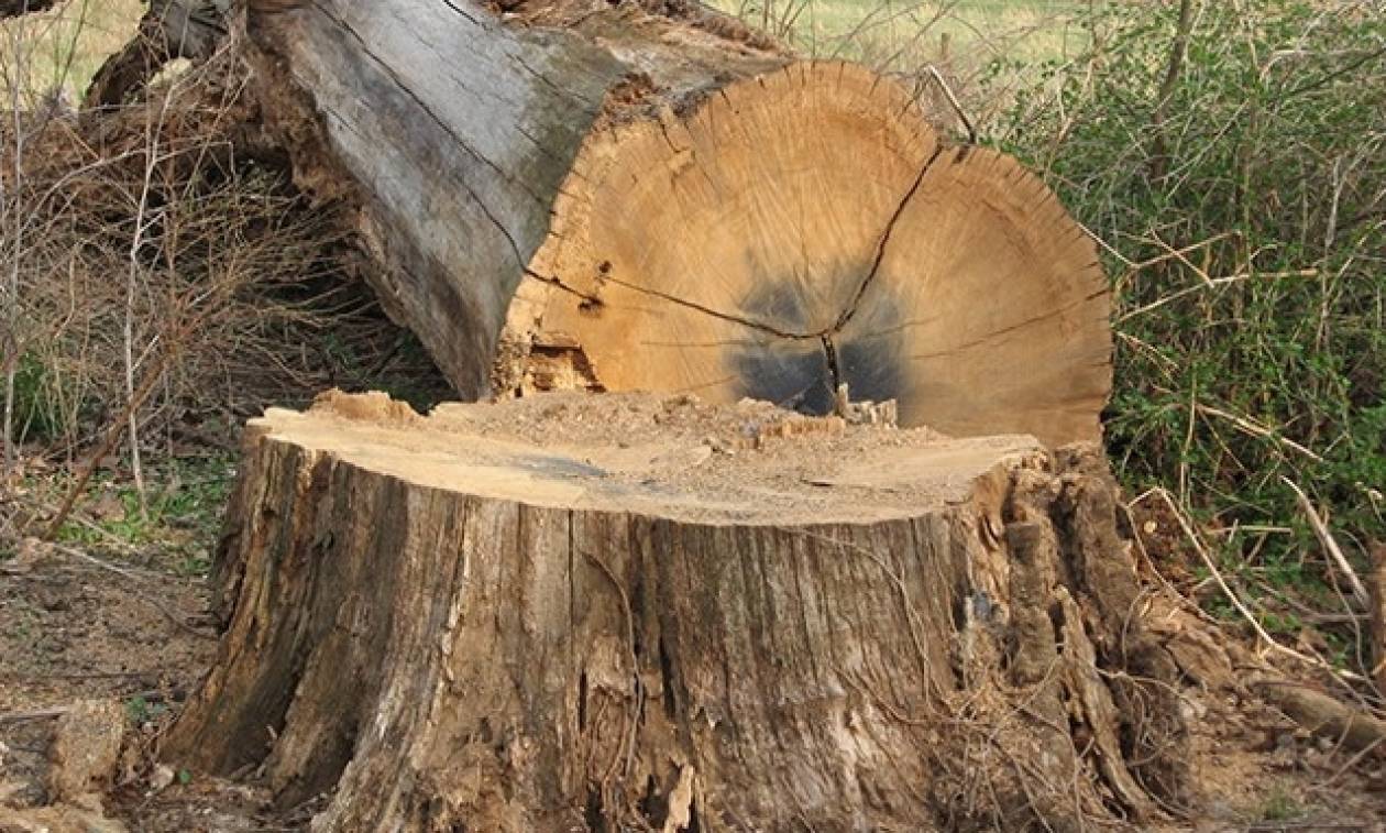Ναύπακτος: Τραγικός θάνατος για 48χρονο - Τον καταπλάκωσε τό δένδρο που έκοβε