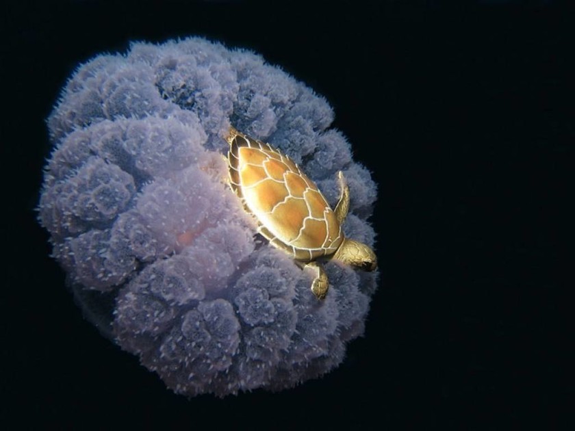 Μια χελώνα πάνω σε μια μέδουσα