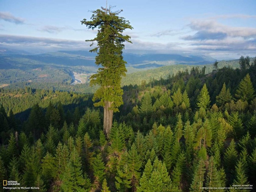 Υπερίων – το πιο ψηλό δέντρο του κόσμου. Το ύψος του φτάνει τα 115,6 μέτρα και υπολογίζεται ότι είναι 800 ετών