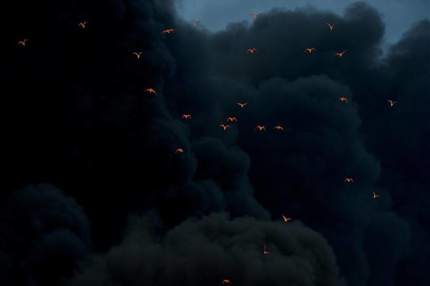 Πουλιά φωτισμένα από πυρκαγιά, έχοντας στο φόντο πυκνό καπνό