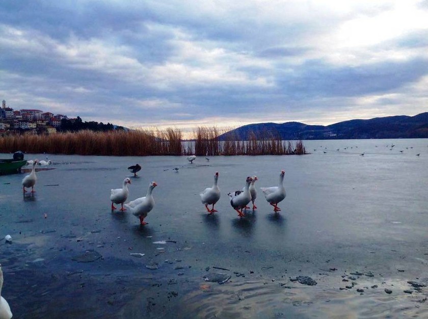 Πάγωσαν από τις χαμηλές θερμοκρασίες οι λίμνες Καστοριάς και Χειμαδίτιδας (pics)