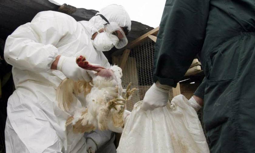 Συναγερμός στην Ευρώπη: Εξαπλώνεται ραγδαία η γρίπη των πτηνών