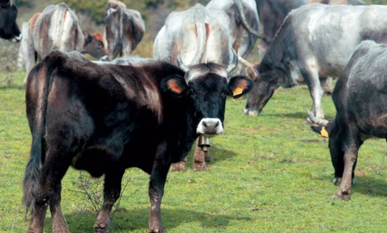 Κοζάνη: Το μικρόβιο της βρουκέλλας εντοπίστηκε σε μονάδα βοοειδών