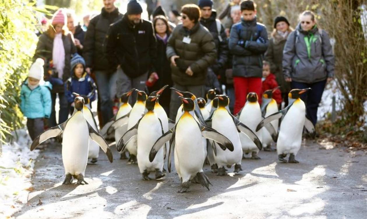 Καιρός: Έτσι δεν θα γλιστράτε στον πάγο – Κάντε το όπως οι… πιγκουίνοι!