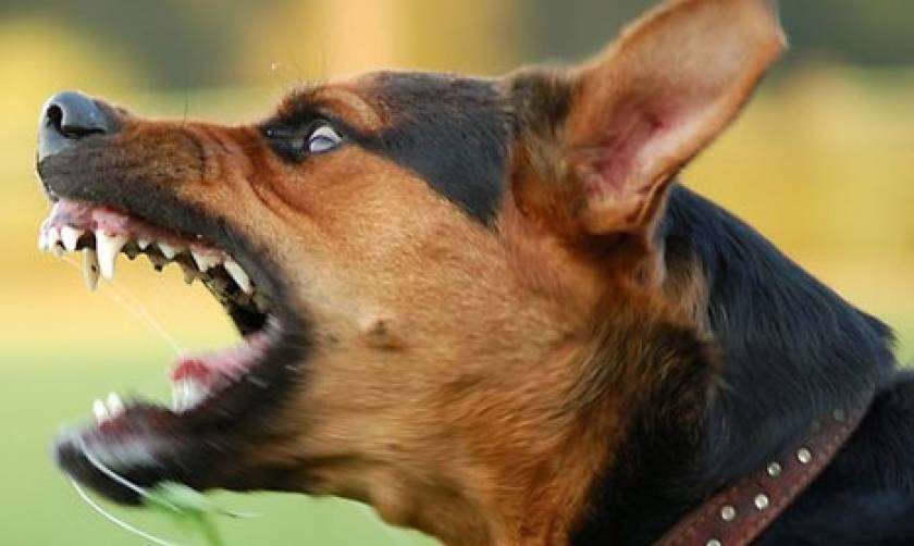 Τρόμος στην Κυπαρισσία: Σκύλος τραυμάτισε σοβαρά ηλικιωμένη