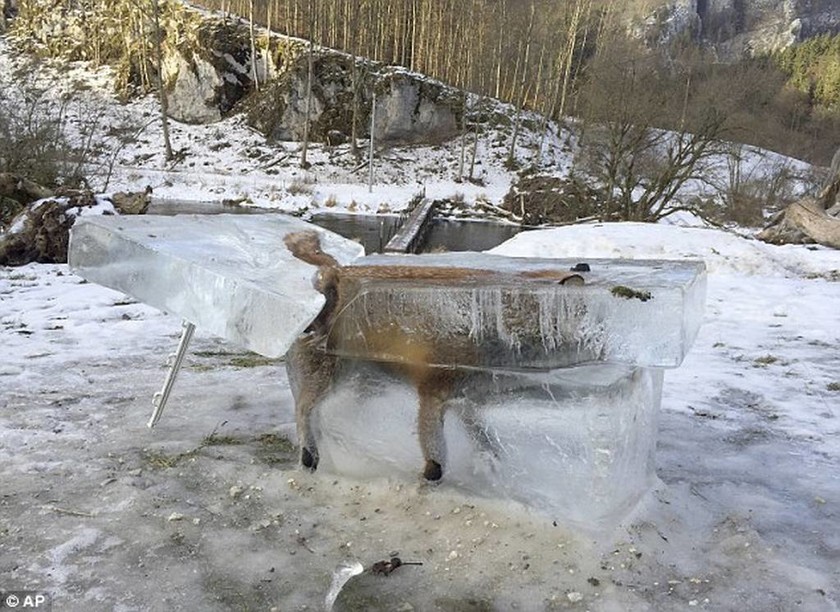 Απίστευτη φωτογραφία: Αλεπού έπεσε μέσα στο ποτάμι και τη βρήκαν... παγοκολόνα!