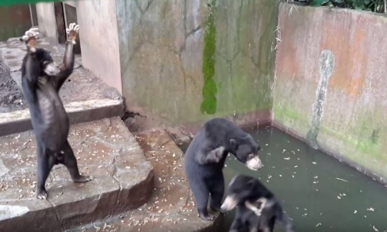 Εξοργιστικό βίντεο! Αποστεωμένες αρκούδες παρακαλούν για λίγα ψίχουλα σε ζωολογικό κήπο