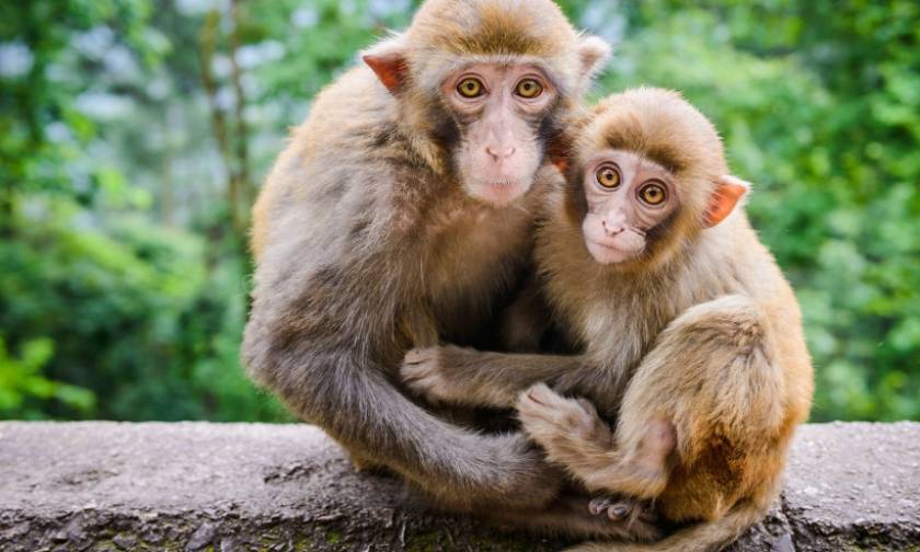 Σχεδόν δύο στα τρία είδη πιθήκων και μαϊμούδων απειλούνται με εξαφάνιση