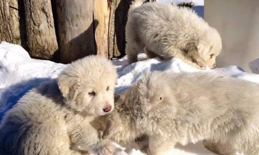 Χιονοστιβάδα Ιταλία: Τρία μικρά σκυλιά βρέθηκαν ζωντανά μέσα στο ξενοδοχείο Rigopiano