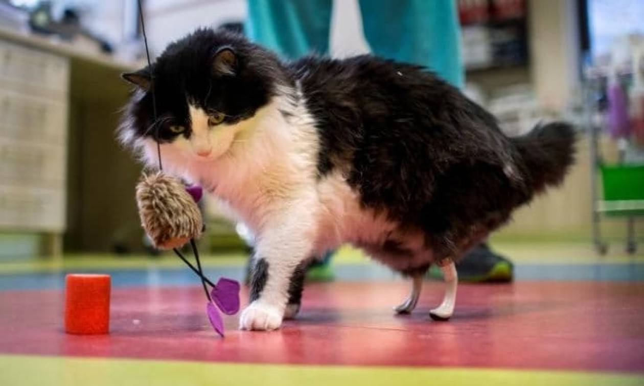 Εντυπωσιακό: «Βιονική» γάτα απέκτησε τεχνητές πατούσες! (pics)