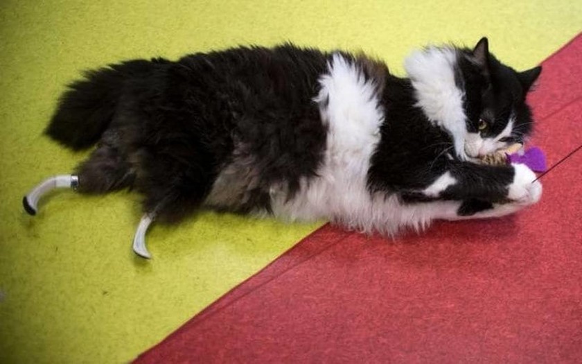 Εντυπωσιακό: «Βιονική» γάτα απέκτησε τεχνητές πατούσες! (pics)