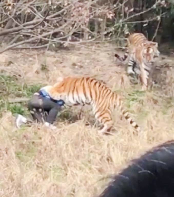 Φρίκη σε ζωολογικό κήπο: Τίγρεις κατασπάραξαν τουρίστα μπροστά στο παιδί του (ΣΚΛΗΡΕΣ ΕΙΚΟΝΕΣ)