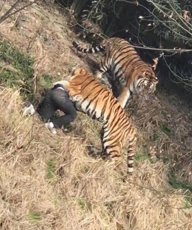 Φρίκη σε ζωολογικό κήπο: Τίγρεις κατασπάραξαν τουρίστα μπροστά στο παιδί του (ΣΚΛΗΡΕΣ ΕΙΚΟΝΕΣ)