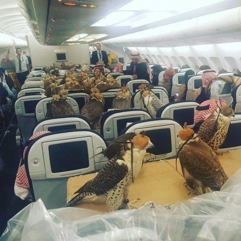 Απίστευτη φωτογραφία: Σαουδάραβας πρίγκιπας έκλεισε 80 θέσεις στο αεροπλάνο για τα... γεράκια του!