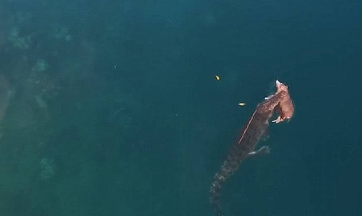 Συγκλονιστικό βίντεο: Κροκόδειλος κολυμπά στον ωκεανό με ένα γουρούνι στο στόμα!