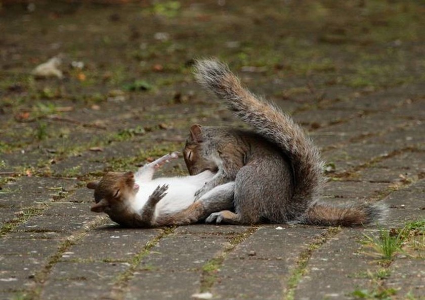 Σκίουροι «καρατερίστες» δίνουν μάχη για λίγα καρύδια (photos)