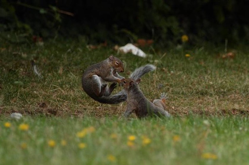 Σκίουροι «καρατερίστες» δίνουν μάχη για λίγα καρύδια (photos)