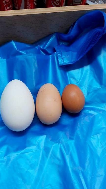 Κεφαλονιά: Η κότα με τα… γιγάντια αυγά! (pics)