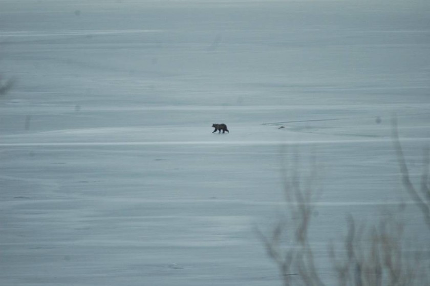 Καστορία: Αρκουδάκι έκανε βόλτες επί ώρες πάνω στην παγωμένη λίμνη! (pics)