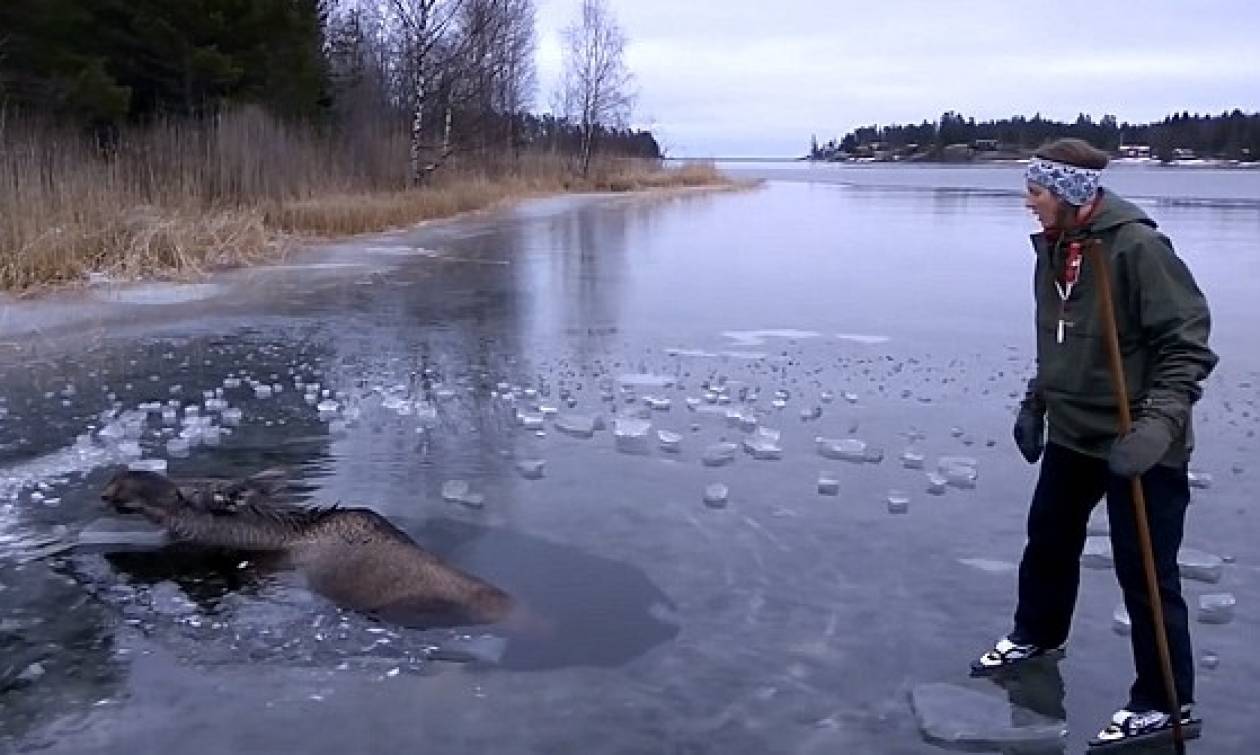 Σουηδία: Η αγωνιώδης διάσωση άλκης μέσα από παγωμένη λίμνη (vid)