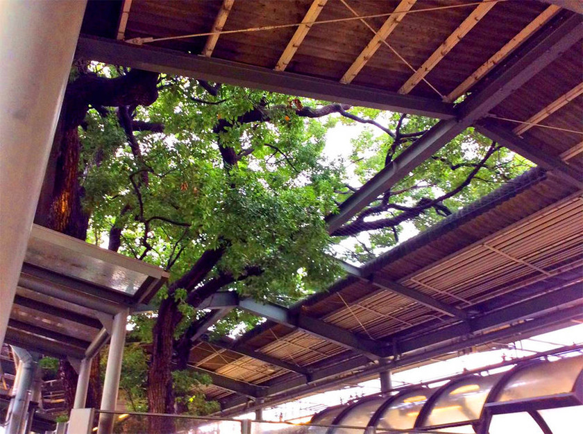 Εντυπωσιακό: Ο σιδηροδρομικός σταθμός που χτίστηκε γύρω από δέντρο 700 ετών! (pics)