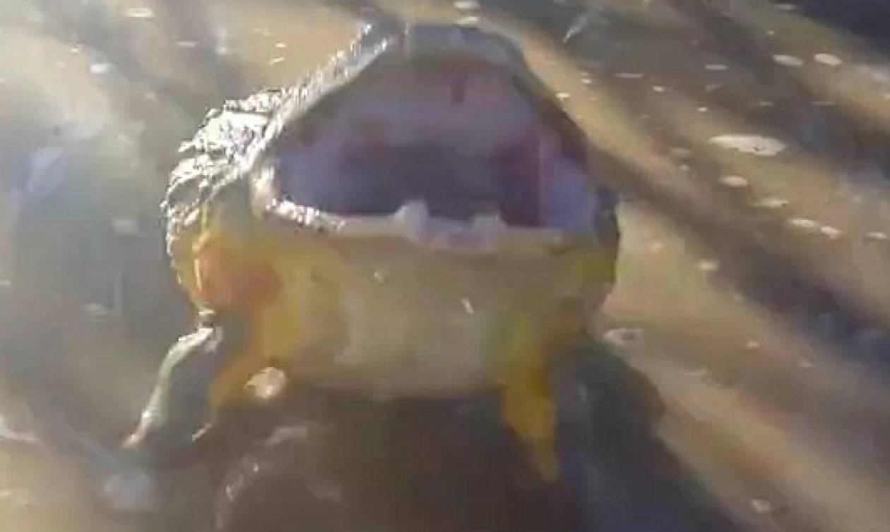 Τρομακτικό βίντεο: Τεράστιος βάτραχος επιτίθεται σε ανυποψίαστο ξεναγό!