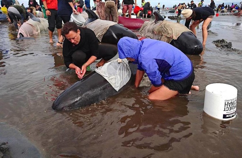 Σπαρακτικό θέαμα: Μυστήριο με 400 φάλαινες που βρέθηκαν να ξεψυχούν στη Νέα Ζηλανδία (Pics)