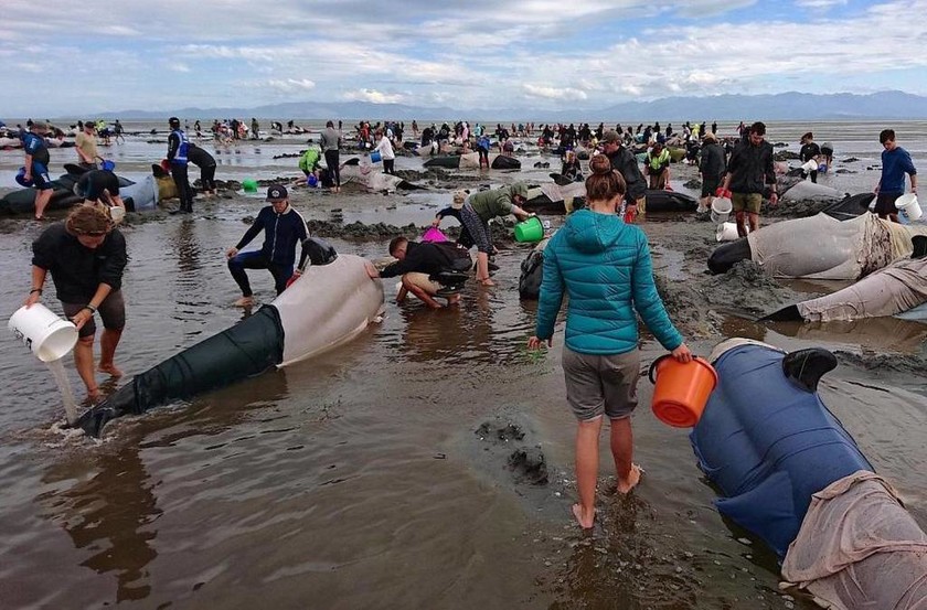 Σπαρακτικό θέαμα: Μυστήριο με 400 φάλαινες που βρέθηκαν να ξεψυχούν στη Νέα Ζηλανδία (Pics)
