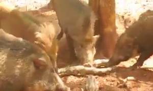 Συγκλονιστικό βίντεο: Αγριογούρουνα παίρνουν εκδίκηση από πύθωνα που έφαγε ένα από τα μικρά τους