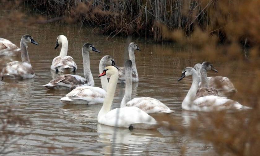 Συναγερμός! Η μετάλλαξη «Η5Ν8» της γρίπης των πτηνών βρέθηκε σε κύκνο στη λίμνη Βόλβη