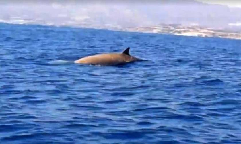 Σπάνιο είδος φάλαινας εμφανίστηκε στην Ικαρία! (vid)