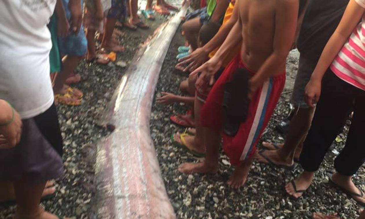Τρόμος: Μυστηριώδες γιγάντιο ψάρι που ξεβράστηκε στην ακτή προμηνύει μεγάλο σεισμό! (pics)