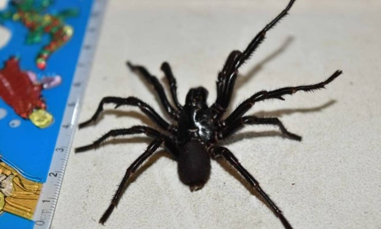 Απίστευτο: 10χρονος επέζησε από το τσίμπημα της πιο θανατηφόρας αράχνης στον κόσμο! (pics)