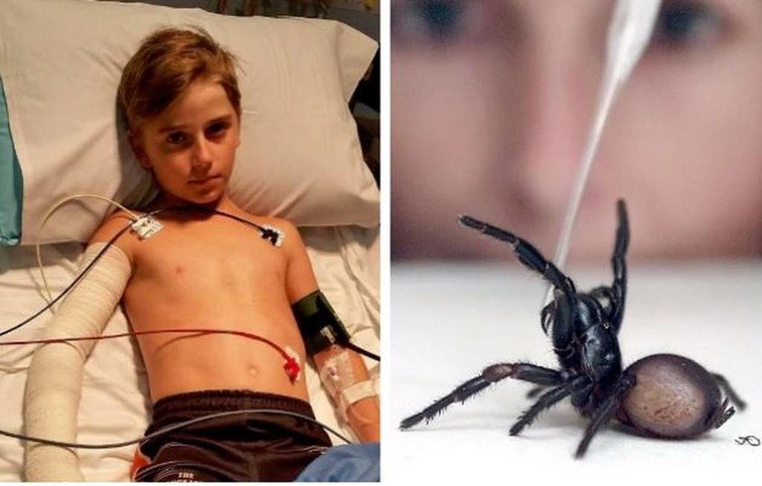 Απίστευτο: 10χρονος επέζησε από το τσίμπημα της πιο θανατηφόρας αράχνης στον κόσμο! (pics)