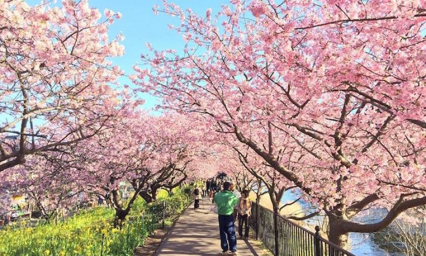Μοναδικές εικόνες: Οι κερασιές έφεραν νωρίτερα την άνοιξη στην Ιαπωνία! (pics)