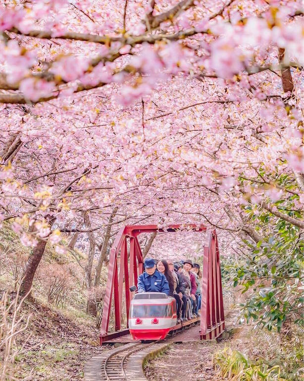 Μοναδικές εικόνες: Οι κερασιές έφεραν νωρίτερα την άνοιξη στην Ιαπωνία! (pics)