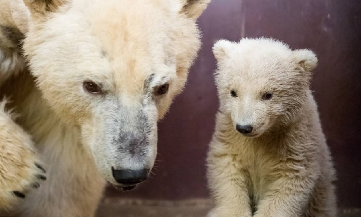 Θρήνος στο Βερολίνο: Πέθανε ο Φριτς, το πολικό αρκουδάκι που είχε κλέψει τις καρδιές των Γερμανών