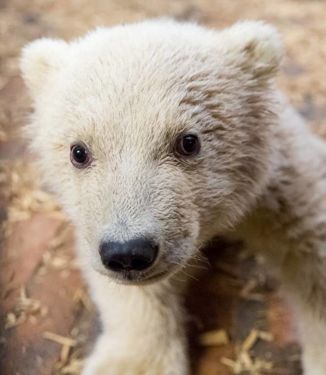 Θρήνος στο Βερολίνο: Πέθανε ο Φιτς, το πολικό αρκουδάκι που είχε κλέψει τις καρδιές των Γερμανών