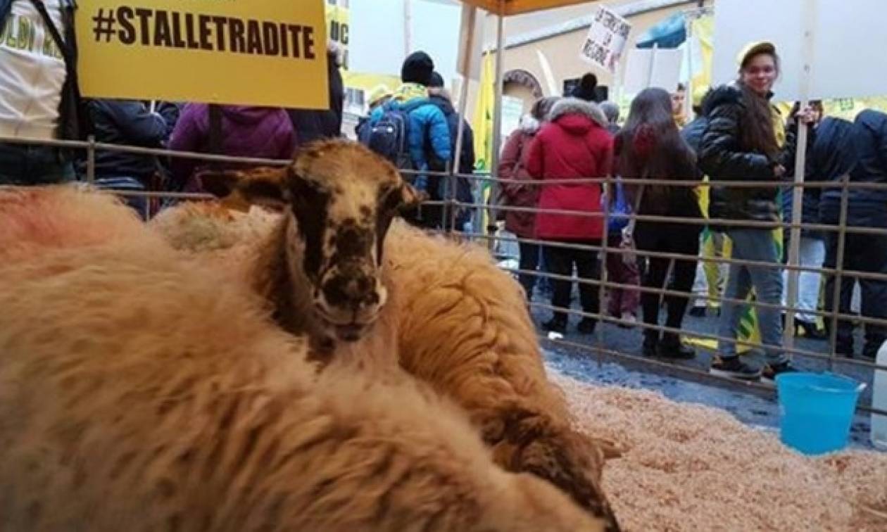Τι δουλειά έχουν δεκάδες πρόβατα έξω από το ιταλικό κοινοβούλιο; (photos&video)