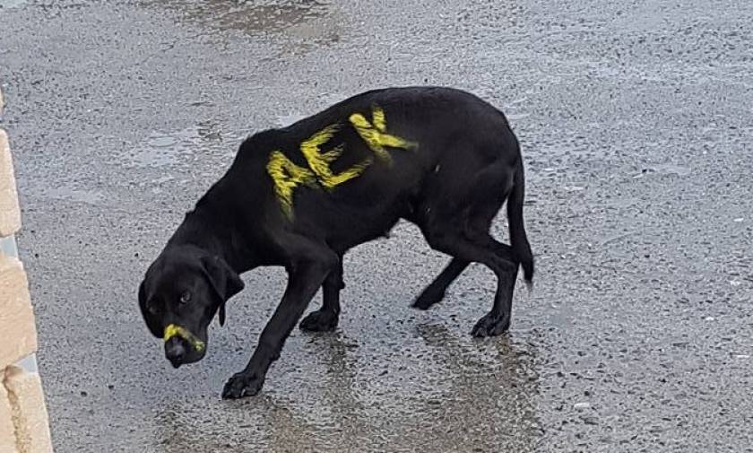 Αδιανόητο: Έβαψαν σκύλο με τα χρώματα της ΑΕΚ (photos)